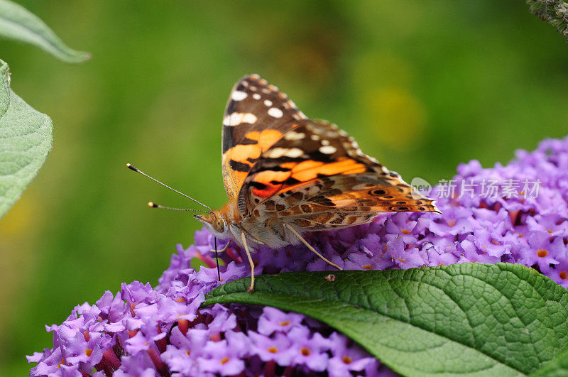 英国，Painted Lady Butterfly